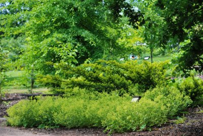 Alchemilla mollis - kontryhel měkký - kvetoucí nať (2)